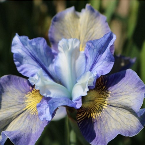 Iris sibirica 'Peacock Butterfly® Jaybird' - Siberi iiris 'Peacock Butterfly® Jaybird' C1/1L
